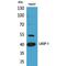 LIM And SH3 Protein 1 antibody, LS-C386998, Lifespan Biosciences, Western Blot image 