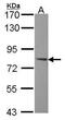 5 -AMP-activated protein kinase subunit gamma-2 antibody, PA5-22331, Invitrogen Antibodies, Western Blot image 