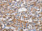 5'-Nucleotidase Ecto antibody, CSB-PA564996, Cusabio, Immunohistochemistry paraffin image 