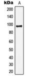 DNA Ligase 4 antibody, LS-C352452, Lifespan Biosciences, Western Blot image 