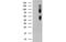 Carboxypeptidase O antibody, MBS834085, MyBioSource, Western Blot image 