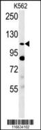 Semaphorin 5A antibody, 61-442, ProSci, Western Blot image 