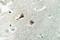 Valosin Containing Protein antibody, LS-C177804, Lifespan Biosciences, Immunohistochemistry paraffin image 