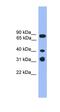 Lymphocyte Transmembrane Adaptor 1 antibody, orb331019, Biorbyt, Western Blot image 