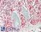 Protein C Receptor antibody, LS-B14149, Lifespan Biosciences, Immunohistochemistry paraffin image 