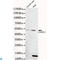 Chordin Like 1 antibody, LS-C812922, Lifespan Biosciences, Western Blot image 