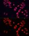 BCL2 Interacting Protein 3 antibody, GTX64429, GeneTex, Immunocytochemistry image 