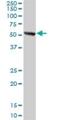 PWP1 Homolog, Endonuclein antibody, H00011137-D01P, Novus Biologicals, Western Blot image 