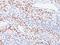 Cyclin Dependent Kinase Inhibitor 1C antibody, MBS438686, MyBioSource, Immunohistochemistry frozen image 