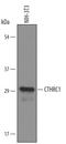 Collagen Triple Helix Repeat Containing 1 antibody, AF5960, R&D Systems, Western Blot image 