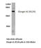 Elongin A antibody, LS-C177040, Lifespan Biosciences, Western Blot image 