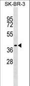 Translocation Associated Membrane Protein 1 antibody, LS-C157258, Lifespan Biosciences, Western Blot image 