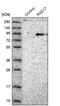 RAD17 Checkpoint Clamp Loader Component antibody, NBP1-86561, Novus Biologicals, Western Blot image 