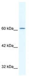 TLE Family Member 3, Transcriptional Corepressor antibody, TA330267, Origene, Western Blot image 