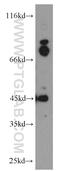 GC-Rich Promoter Binding Protein 1 antibody, 21622-1-AP, Proteintech Group, Western Blot image 