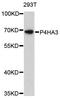 Prolyl 4-Hydroxylase Subunit Alpha 3 antibody, LS-C748795, Lifespan Biosciences, Western Blot image 