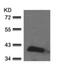 Ephrin B2 antibody, ab131536, Abcam, Western Blot image 