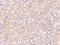 TatD DNase Domain Containing 1 antibody, 204302-T10, Sino Biological, Immunohistochemistry paraffin image 