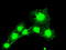 Mad3l antibody, TA500533, Origene, Immunofluorescence image 