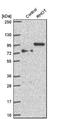Ras Homolog Family Member T1 antibody, NBP1-89011, Novus Biologicals, Western Blot image 