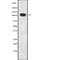 Nuclear Factor Related To KappaB Binding Protein antibody, abx217161, Abbexa, Western Blot image 