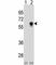 Cell Division Cycle 25C antibody, F40267-0.4ML, NSJ Bioreagents, Western Blot image 