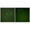Cyclin E1 antibody, A00543-1, Boster Biological Technology, Immunofluorescence image 