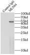 StAR Related Lipid Transfer Domain Containing 3 antibody, FNab05221, FineTest, Immunoprecipitation image 