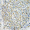 Thioredoxin 2 antibody, LS-C334943, Lifespan Biosciences, Immunohistochemistry frozen image 