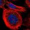 Pleckstrin Homology And RUN Domain Containing M1 antibody, PA5-55203, Invitrogen Antibodies, Immunofluorescence image 