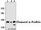 Spectrin Alpha, Non-Erythrocytic 1 antibody, A03831-1, Boster Biological Technology, Western Blot image 