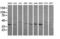 Mitogen-Activated Protein Kinase Kinase 3 antibody, LS-C174543, Lifespan Biosciences, Western Blot image 