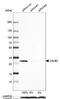 Calbindin 2 antibody, NBP1-88220, Novus Biologicals, Western Blot image 