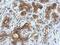 V-Set And Immunoglobulin Domain Containing 1 antibody, NBP2-20883, Novus Biologicals, Immunohistochemistry frozen image 