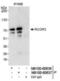 REST Corepressor 3 antibody, NB100-60636, Novus Biologicals, Immunoprecipitation image 