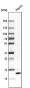 Selenoprotein K antibody, NBP1-86120, Novus Biologicals, Western Blot image 