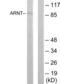 Aryl Hydrocarbon Receptor Nuclear Translocator antibody, LS-C118843, Lifespan Biosciences, Western Blot image 