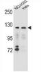 Sorting Nexin 13 antibody, AP53971PU-N, Origene, Western Blot image 