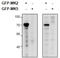 MAPK Activated Protein Kinase 2 antibody, AP32811PU-N, Origene, Western Blot image 