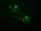 Ubiquitin Conjugating Enzyme E2 S antibody, LS-C337835, Lifespan Biosciences, Immunofluorescence image 
