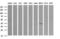 Mitogen-Activated Protein Kinase Kinase 3 antibody, LS-C174467, Lifespan Biosciences, Western Blot image 