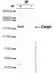 Contactin Associated Protein 1 antibody, ab34151, Abcam, Immunoprecipitation image 