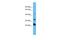 Olfactory Receptor Family 5 Subfamily D Member 14 antibody, A17568, Boster Biological Technology, Western Blot image 