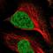 MNAT1 Component Of CDK Activating Kinase antibody, NBP2-55265, Novus Biologicals, Immunofluorescence image 