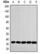 Latexin antibody, orb382560, Biorbyt, Western Blot image 