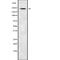 ATP Binding Cassette Subfamily A Member 7 antibody, abx147864, Abbexa, Western Blot image 