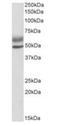 Autoimmune regulator antibody, orb18719, Biorbyt, Western Blot image 