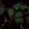 RAB25, Member RAS Oncogene Family antibody, A05115, Boster Biological Technology, Immunofluorescence image 