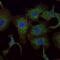 Ras-related protein Rab-25 antibody, A05115, Boster Biological Technology, Immunofluorescence image 