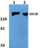 Paired amphipathic helix protein Sin3b antibody, A06424-1, Boster Biological Technology, Western Blot image 